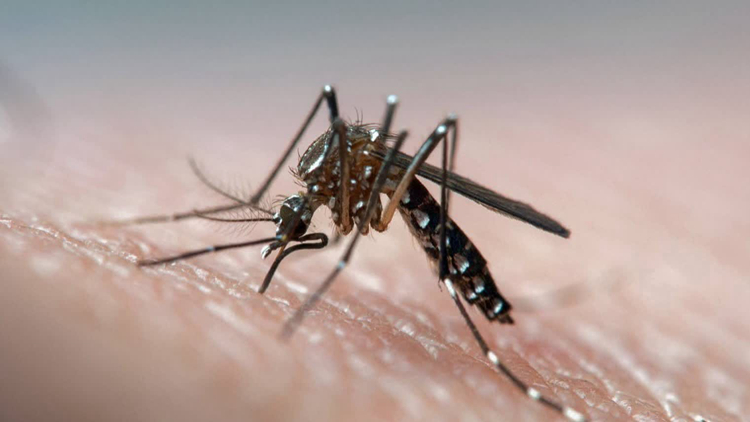 4月19至25日錄得1宗登革熱本地個案及2宗外地傳入個案