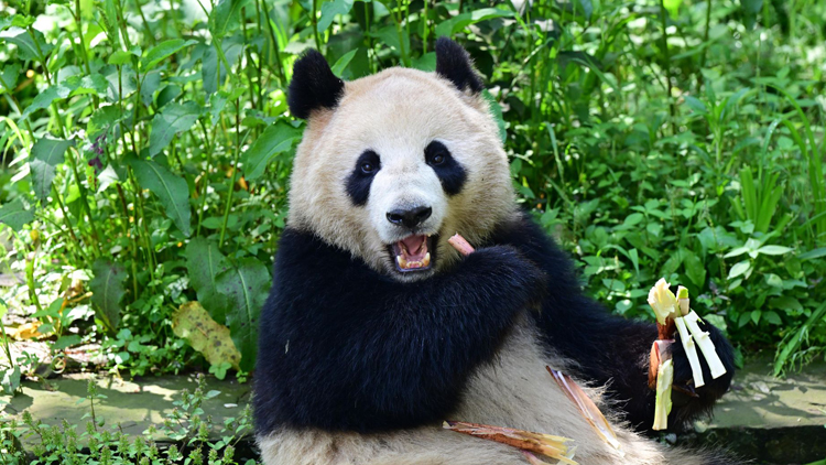 定了！大熊貓「雲川」和「鑫寶」將赴美 期限10年