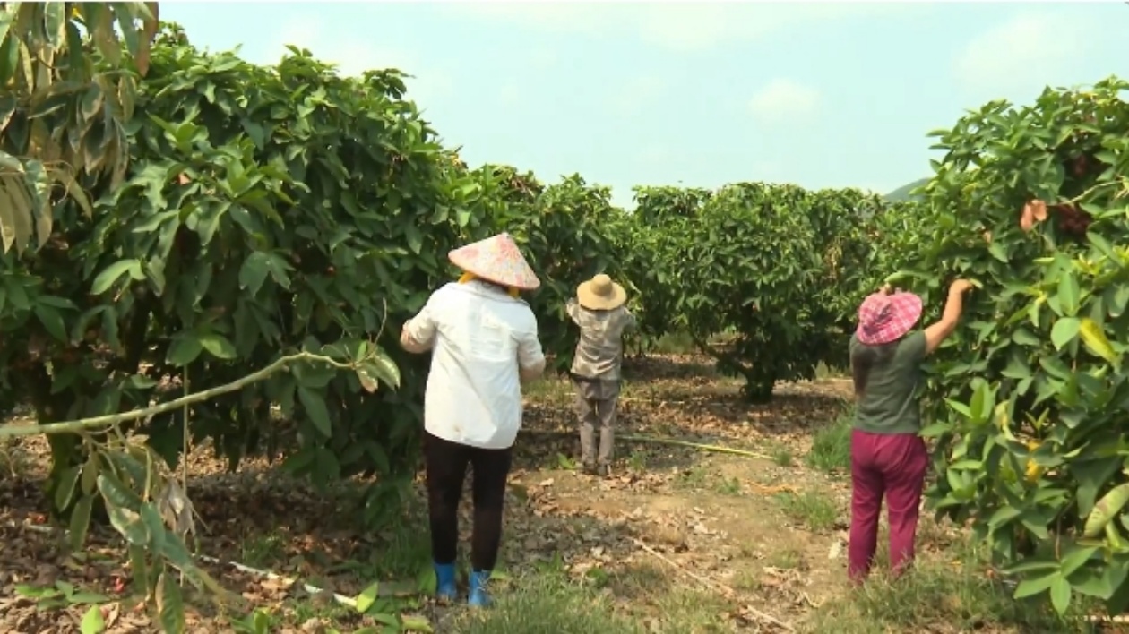 海南樂東堅持推進誌強村蓮霧產業發展 促進鄉村振興
