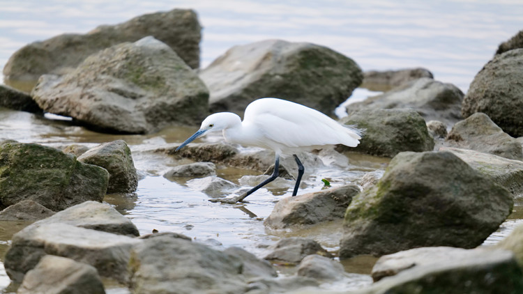 深圳不含糊 「鳥」事也是事 創新開展防鳥撞調查和「適鳥化」改造