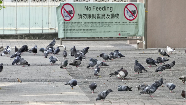 野生動物保護修例刊憲 禁餵飼野鴿 最高罰款10萬元監禁1年