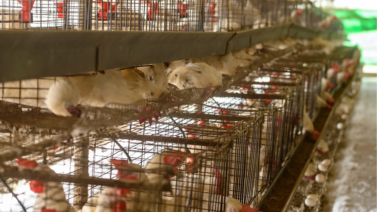 本港暫停進口澳洲新南威爾斯州Hawkesbury市禽肉及禽類產品