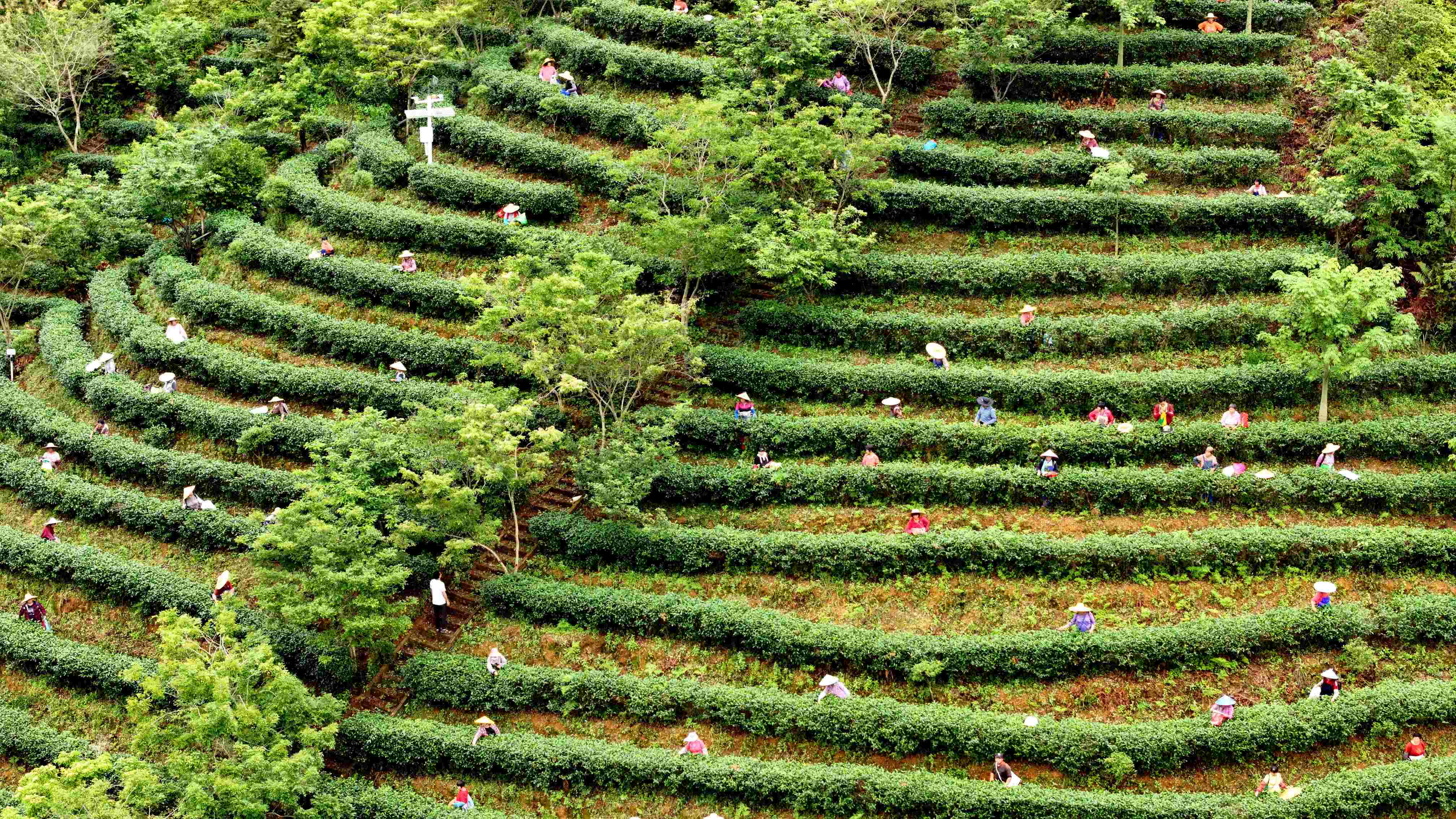 現場認捐善款4401萬元！河源紫金舉行2024年「6·30」助力鄉村振興活動