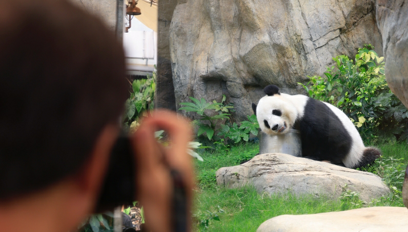 李家超：正商討大熊貓來港籌備工作 檢疫安排至少30日