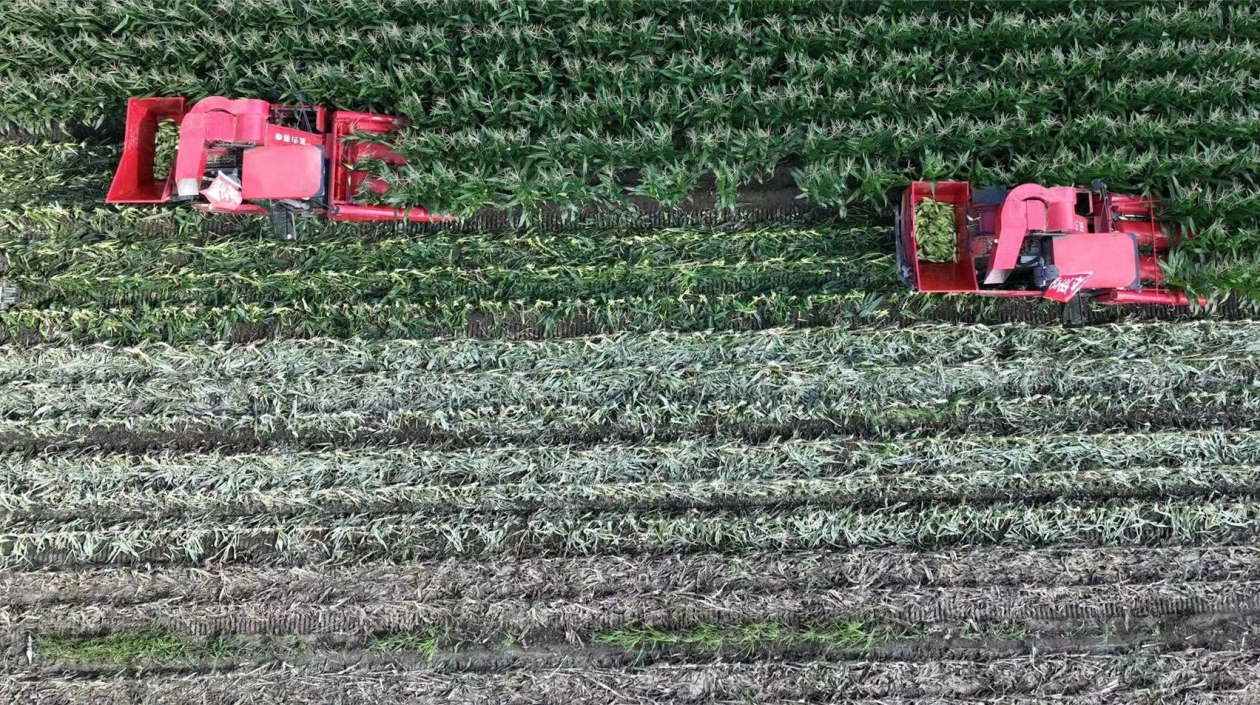 哈市香坊區：高附加值鮮食玉米年銷450萬穗供不應求 助農增收400萬元