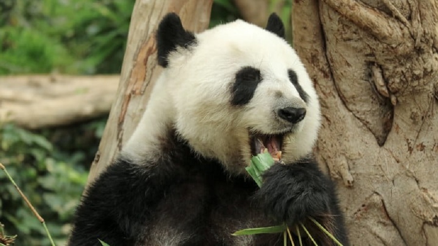 海洋公園：會安排原有團隊照護新大熊貓 料牠們可很快適應