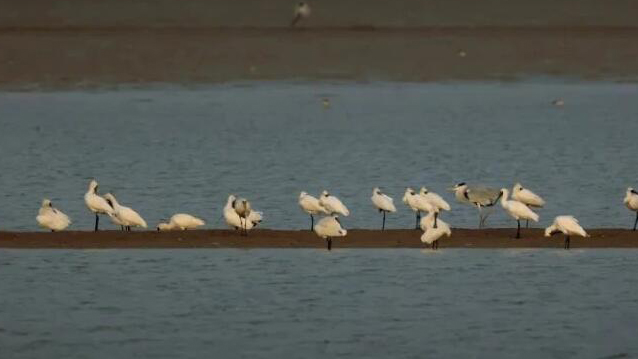 524種！廣東2023年記錄鳥類同比上升超10%