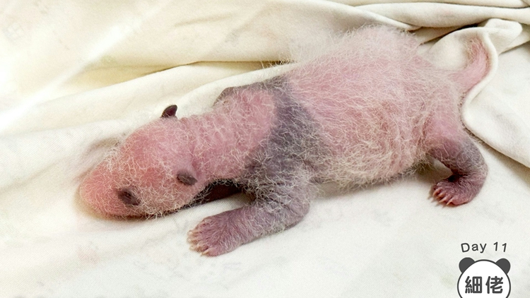 大熊貓寶寶最快或於明年2月與公眾見面