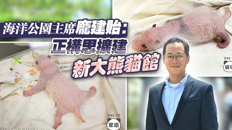 大熊貓寶寶最快或於明年2月與公眾見面