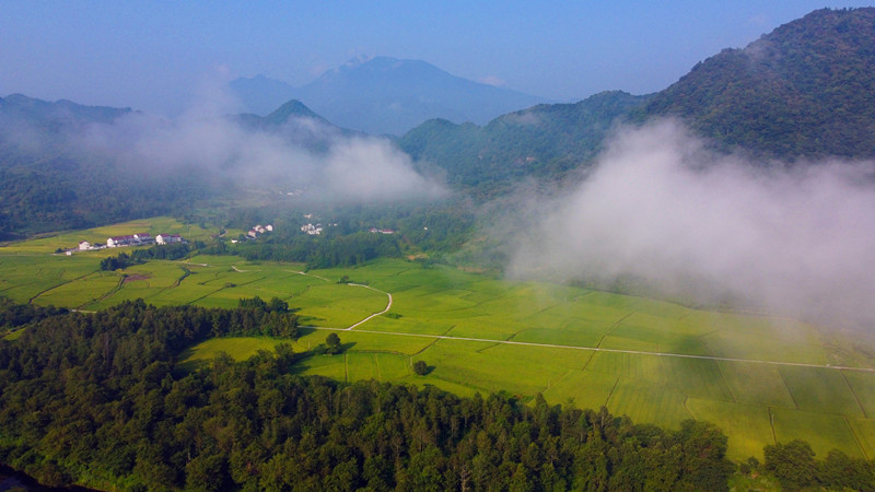 祁門好「豐」景  田園美如畫