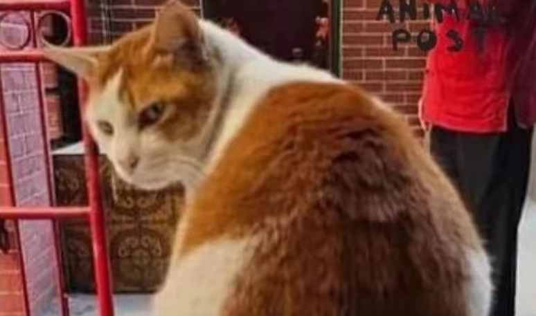 警方拘捕偷貓賊 救出9歲樂樂幸無受傷