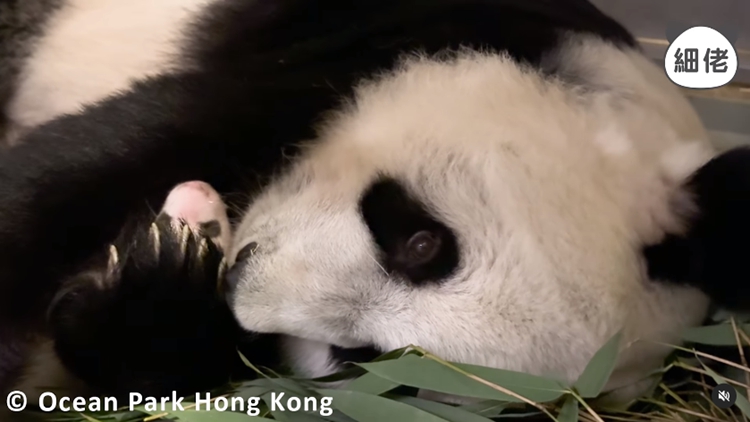 港產大熊貓︱盈盈抱細佬「舔面珠」 家姐扭計「我又要媽媽抱」