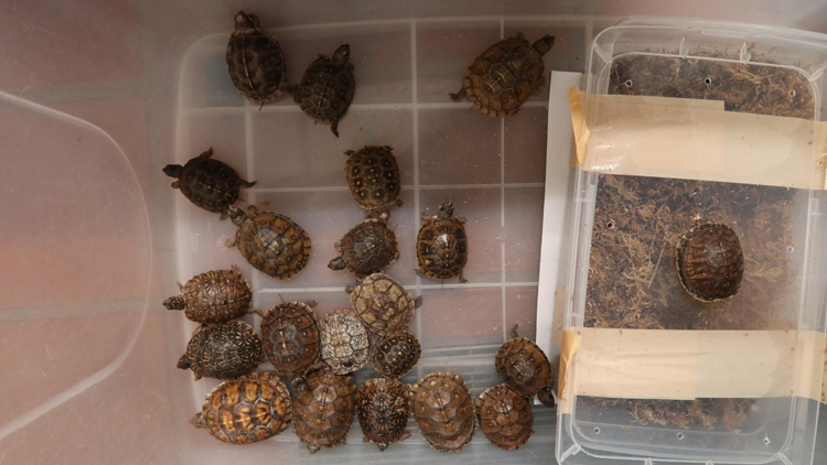 女子非法進口及殘酷對待瀕危龜只被判入獄18個月