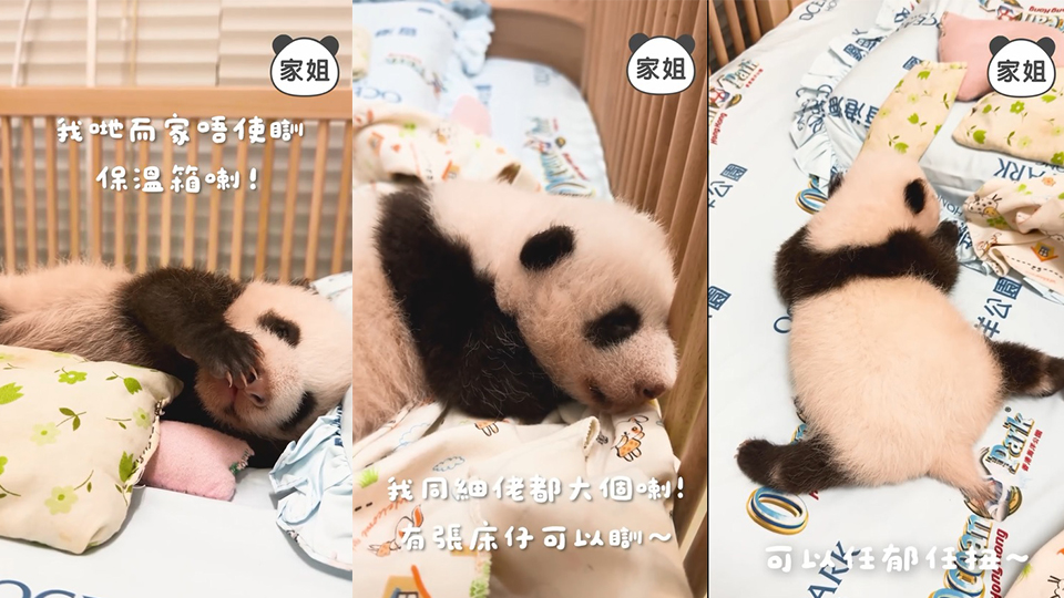 有片｜港產大熊貓家姐出齊毛髮 可自行調節體溫