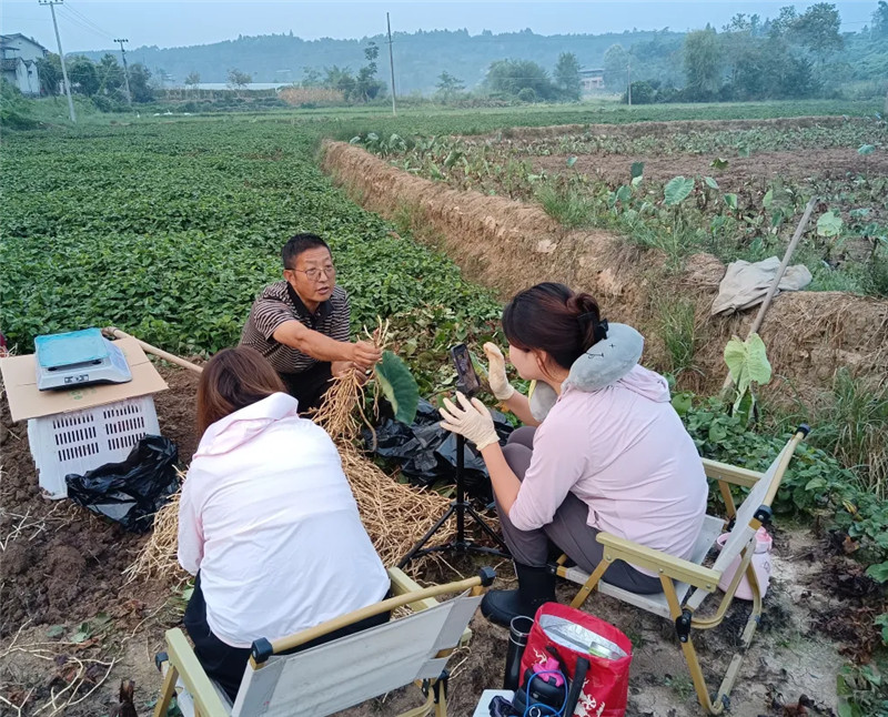 產值約3.31億元 四川江油折耳根成為群眾增收「致富草」