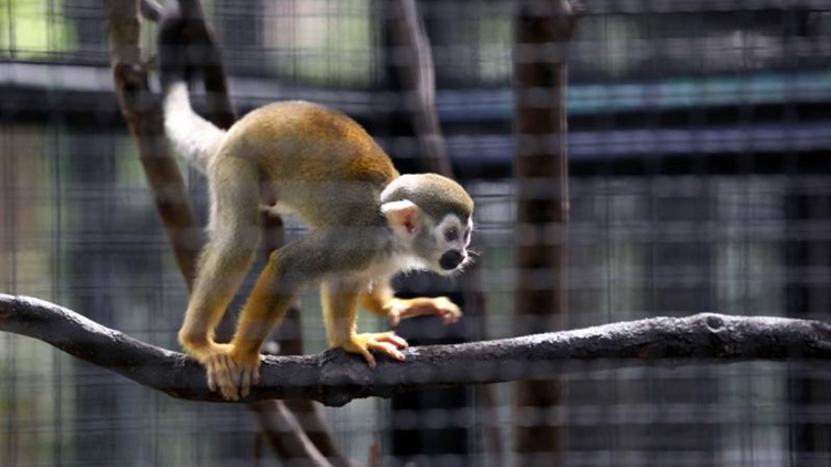 李家超：文體旅局局長處理動物死亡事件應變快 符合不同領域要求