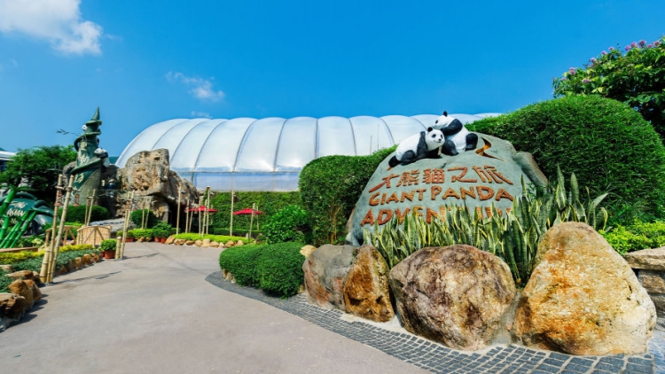 本港興大熊貓熱潮 團體冀更多人關注及支持動物保育