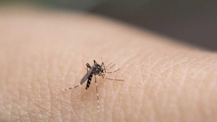 本港新增13宗登革熱個案 病人潛伏期曾到廣東省尼泊爾及巴基斯坦