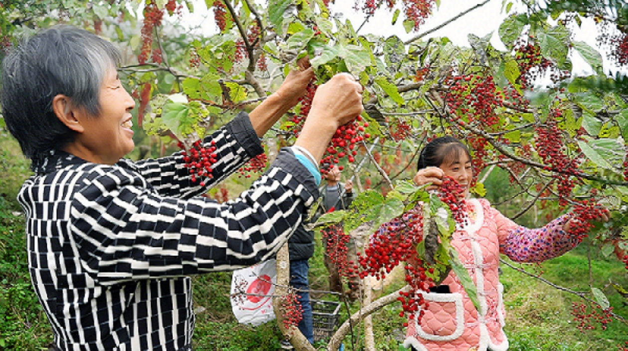 四川平武：6萬餘畝山桐子喜迎豐收 變身村民「搖錢樹」