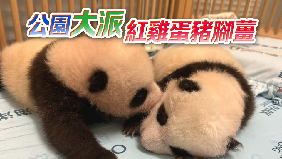 大熊貓龍鳳胎百日慶 海洋公園首辦直播活動