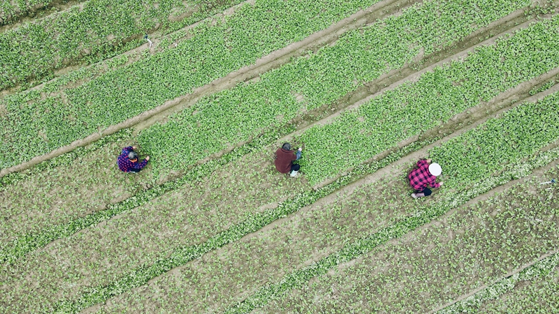 開放湖南 縣域風采| 新田蔬菜成「湘品出海」的一張亮麗名片