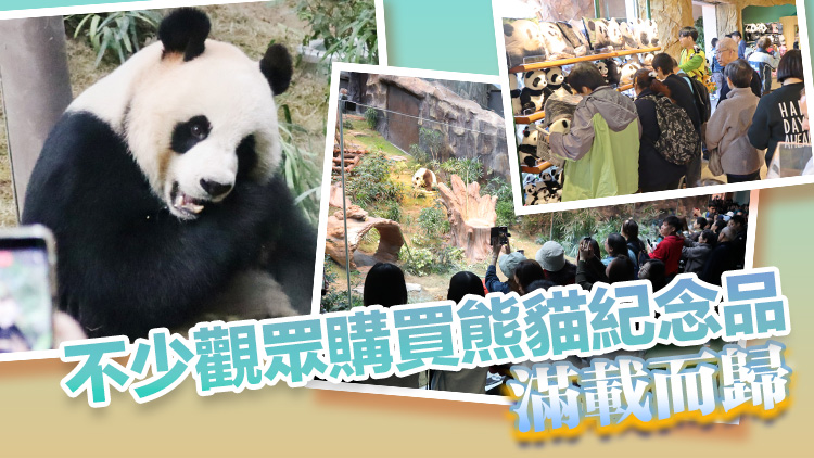 多圖丨「安安」「可可」首天見公眾 大熊貓粉絲迫爆海園