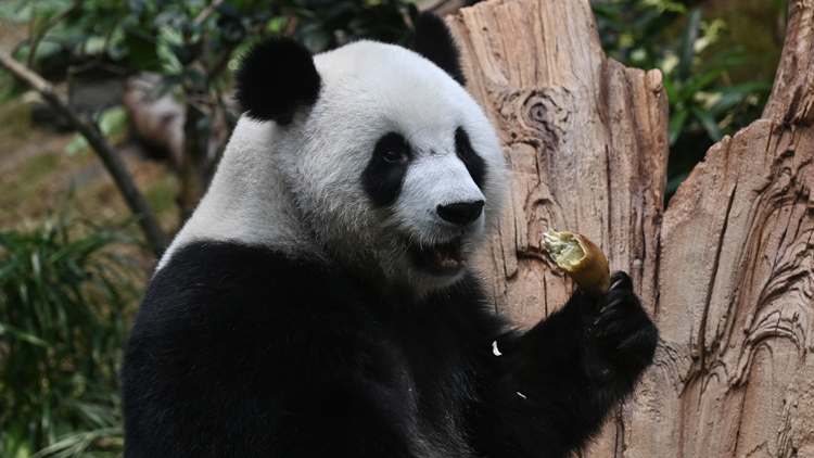 海洋公園為「安安」「可可」慶祝節目 盡情享用聖誕大餐