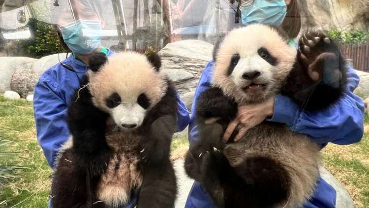 羅淑佩報喜：港產大熊貓BB「家姐」「細佬」體重增至10公斤！