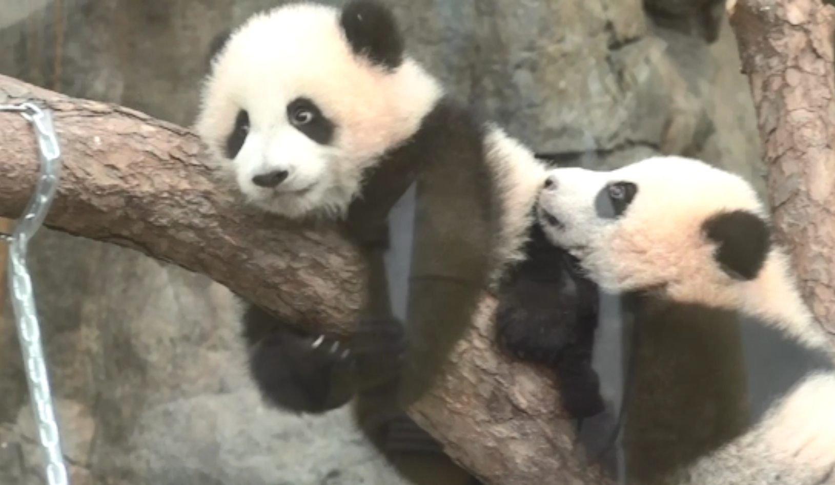 大熊貓龍鳳胎首次與傳媒見面 2月15日舉行亮相儀式