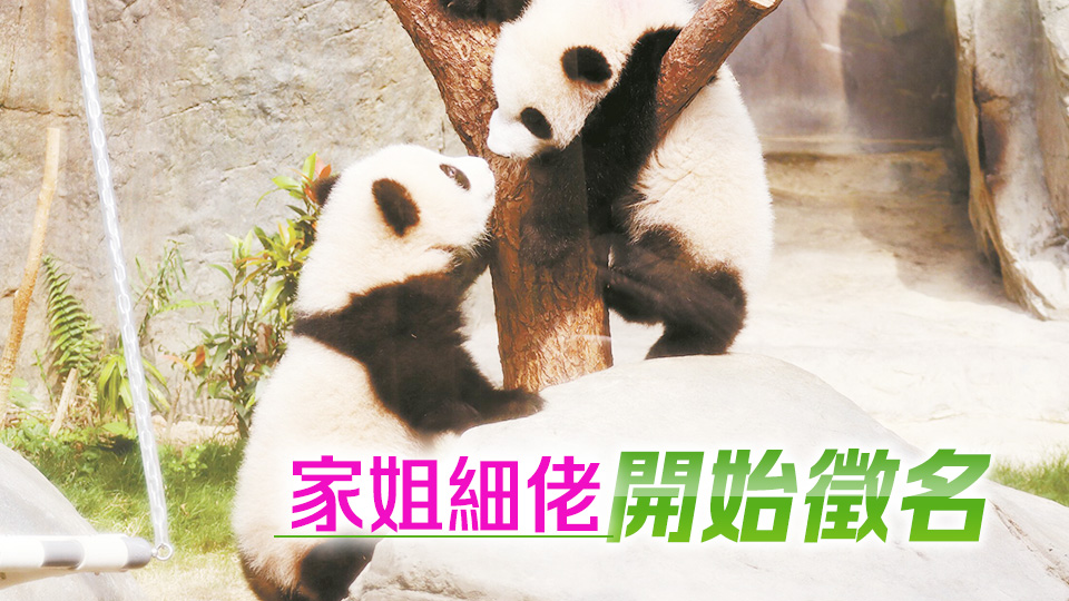 海洋公園大熊貓龍鳳胎16日正式與公眾見面