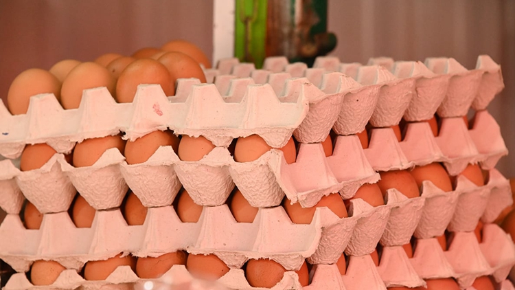 本港暫停進口印度中央邦Chhindwara地區禽蛋