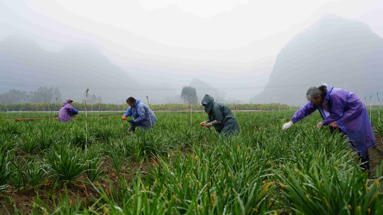 桂賀州鐘山縣供大灣區蔬菜基地採摘忙