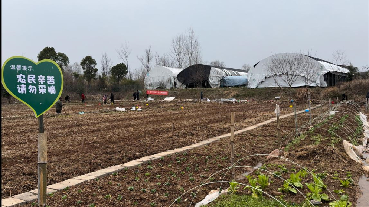 皖屯溪區：「共享菜園」鋪展和美新景