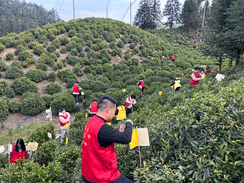 皖黟縣：「小黃板」守護萬畝茶香