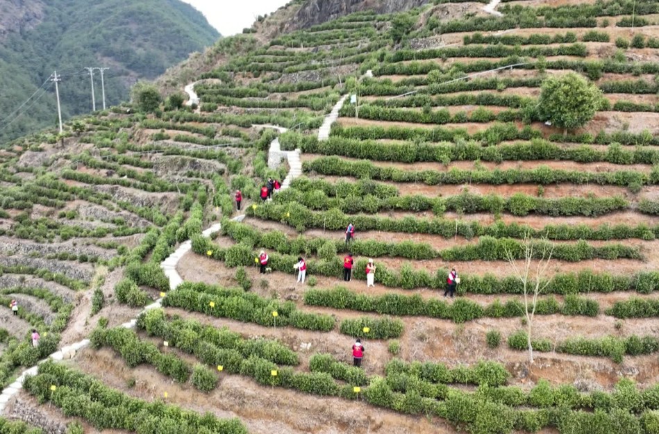 皖歙縣三陽鎮：春茶臨採摘  綠防促增收