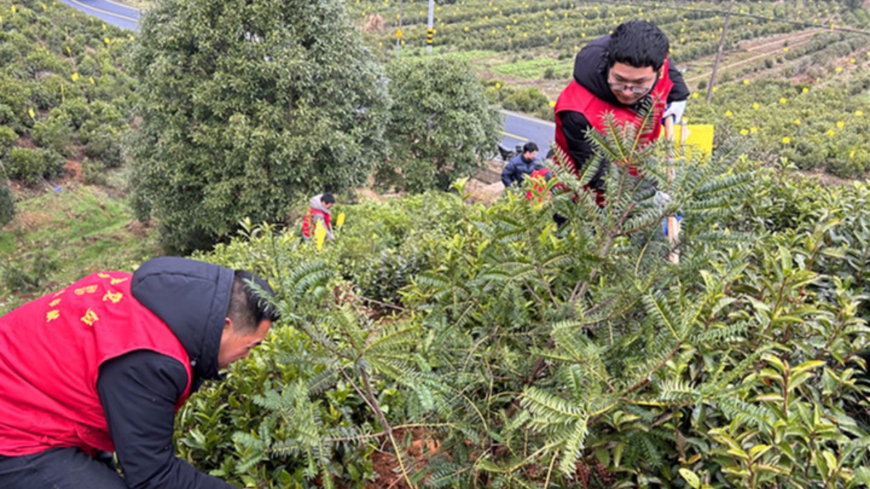 皖黟縣洪星：志願服務植新綠 茶園套種促增收