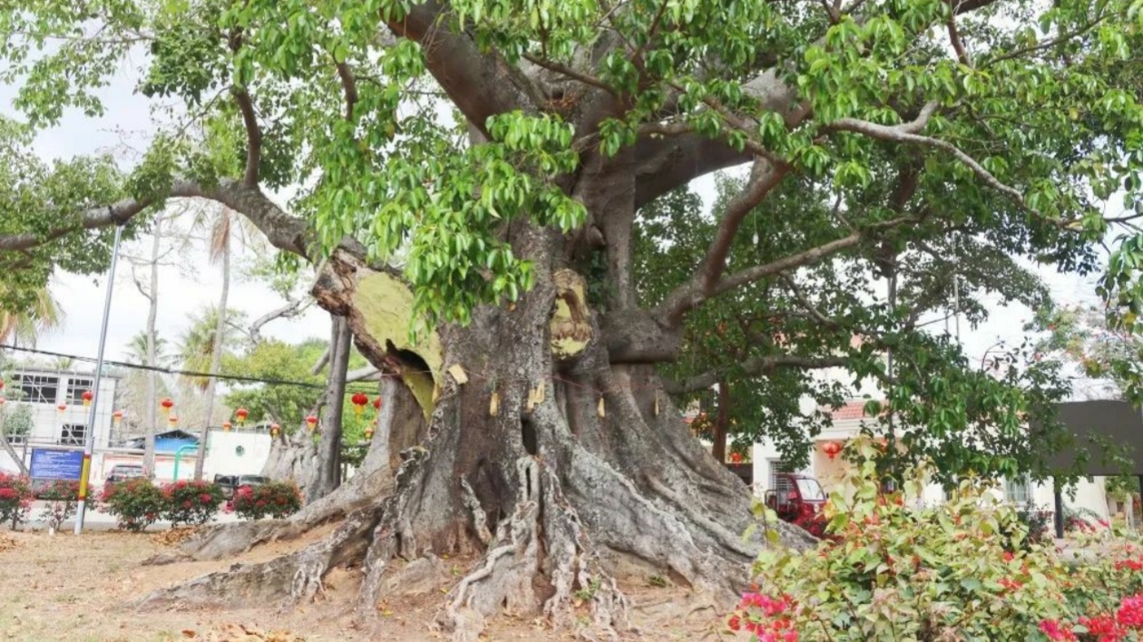 海南昌江多措並舉科學保護357株古樹名木