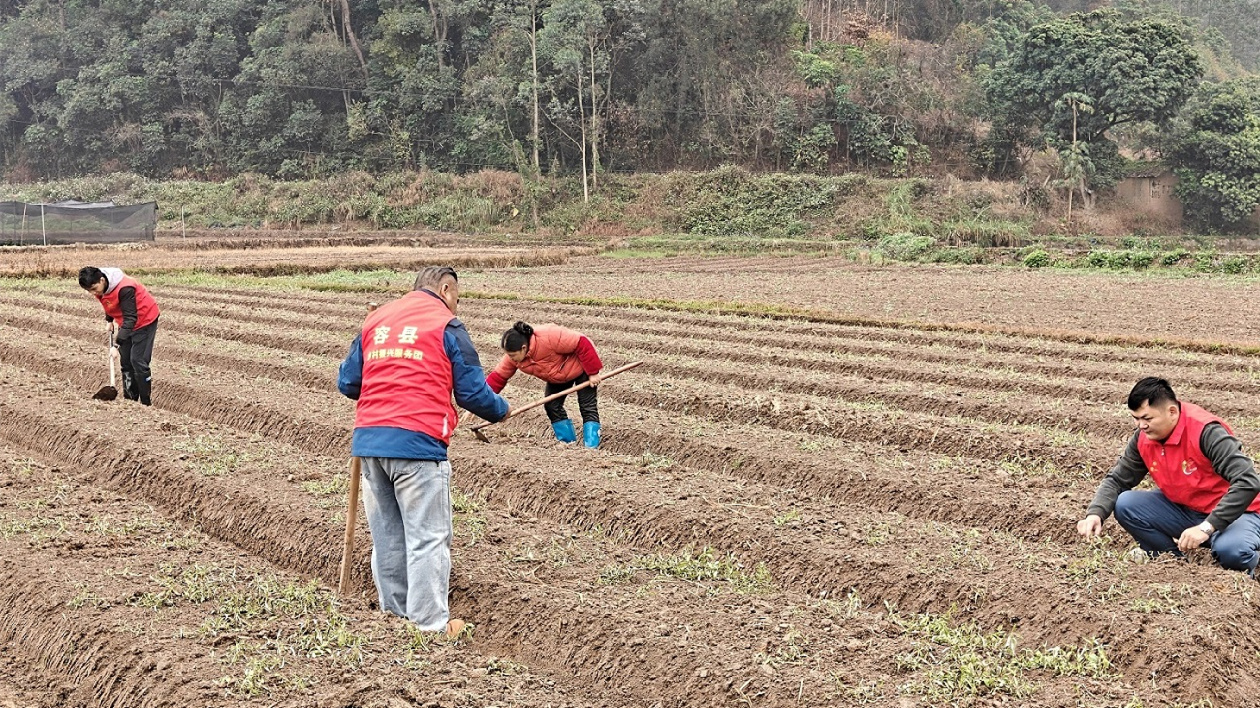 桂容縣：幹群同心搶農時 春耕生產「加速跑」