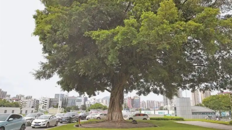 深圳市共認捐古樹29株 福田「最古老榕樹」獲認捐30萬元