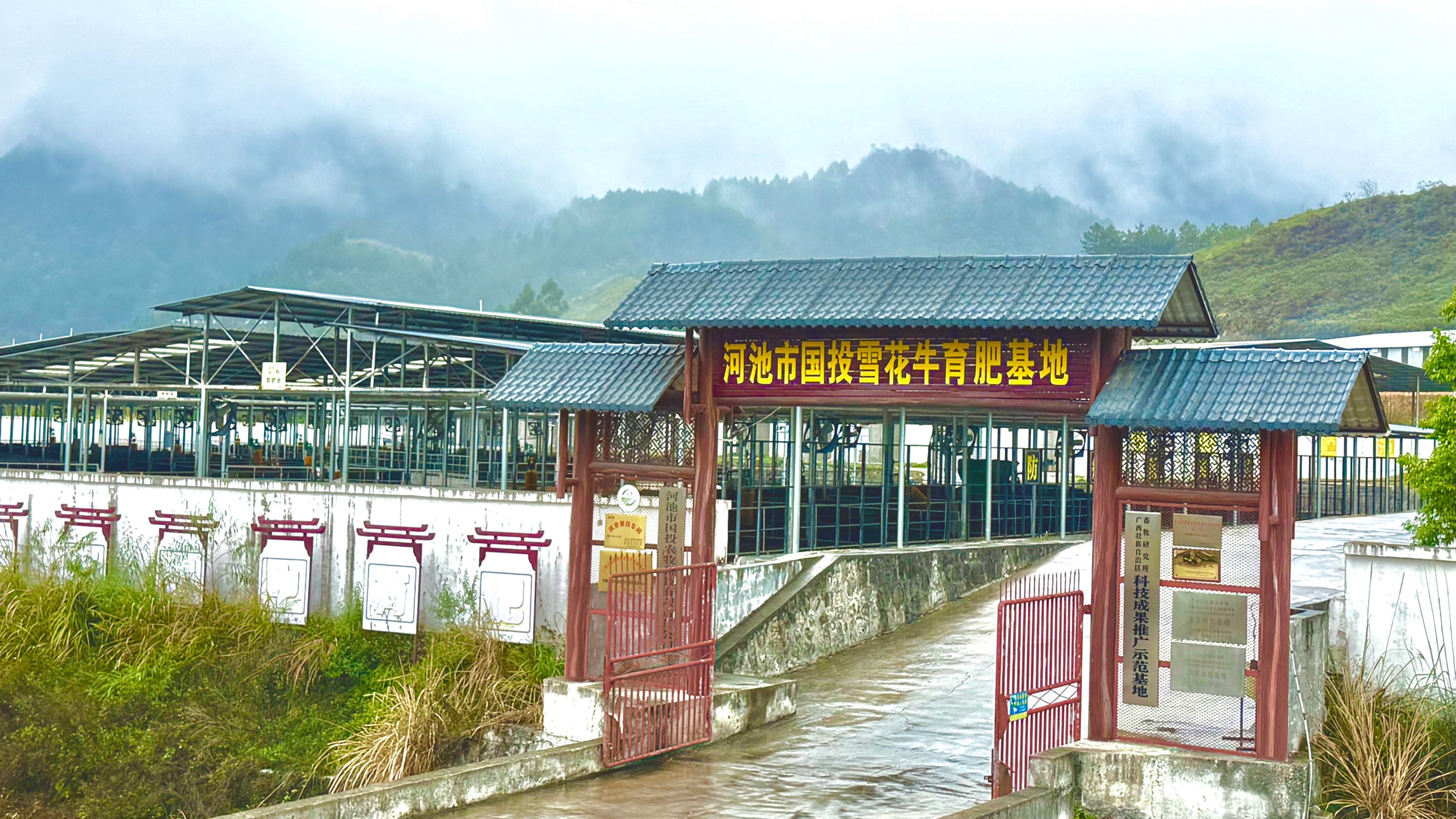 按摩聽歌睡軟床！本報記者探訪供港牛肉養殖基地