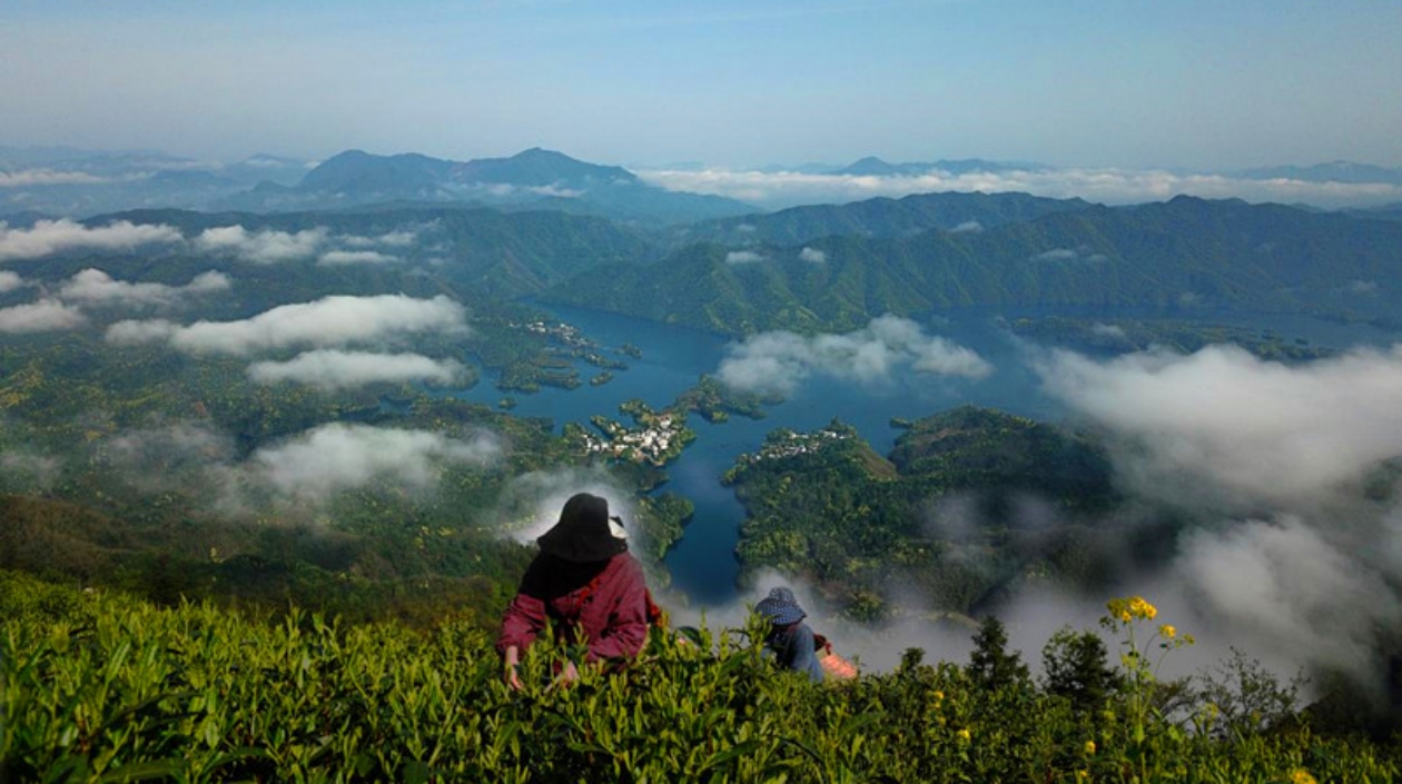 「綠色茶山」變成「金山銀山」  皖黃山區深耕地理標誌品牌沃土