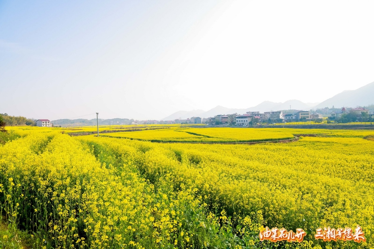 婁底雙峰第十四屆油菜花文旅推廣（體驗）月開啟