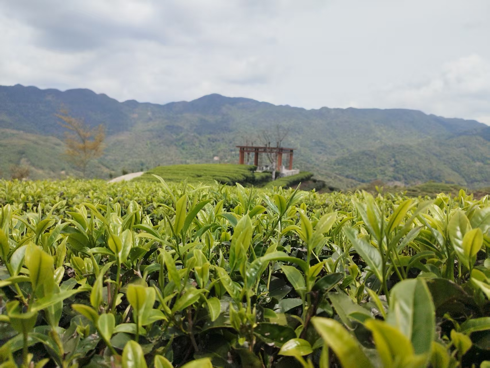 首屆陸河茶文化節系列活動暨南萬春茶開採節即將啟幕