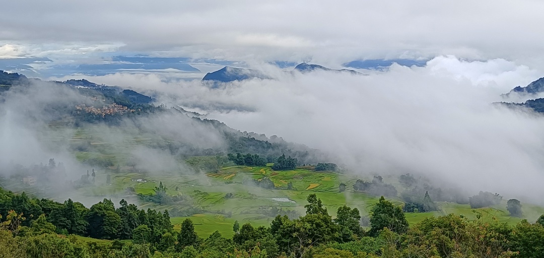 【長在隨筆】大苗的「豪宅」