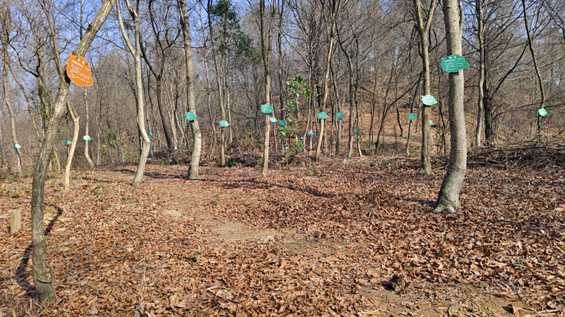 讓生態產品盡現其值 皖歙縣創新「儲備林+」促生態與經濟雙贏