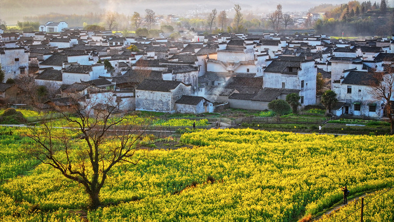 皖黟縣：「賞花經濟」持續升溫