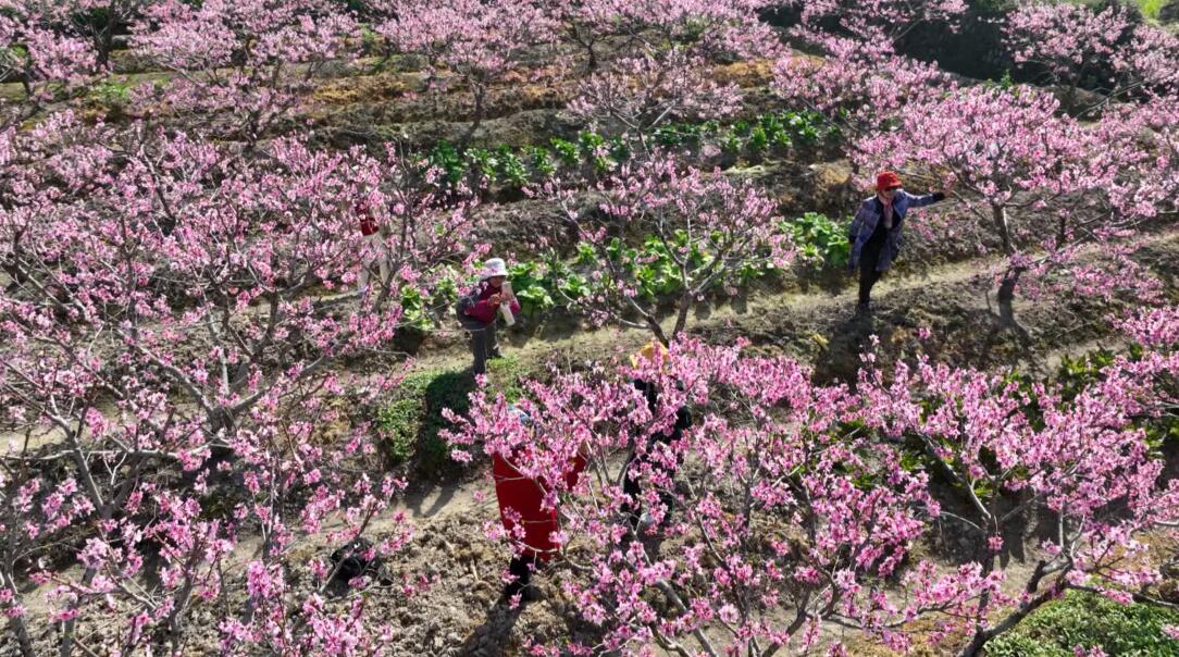 皖歙縣：桃花朵朵開  「着色」農文旅