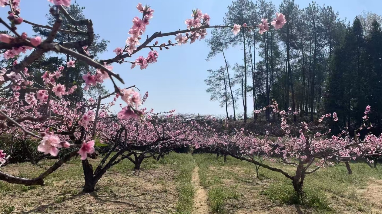 皖黟縣碧陽鎮：五里桃花盛放  特色產業勃興