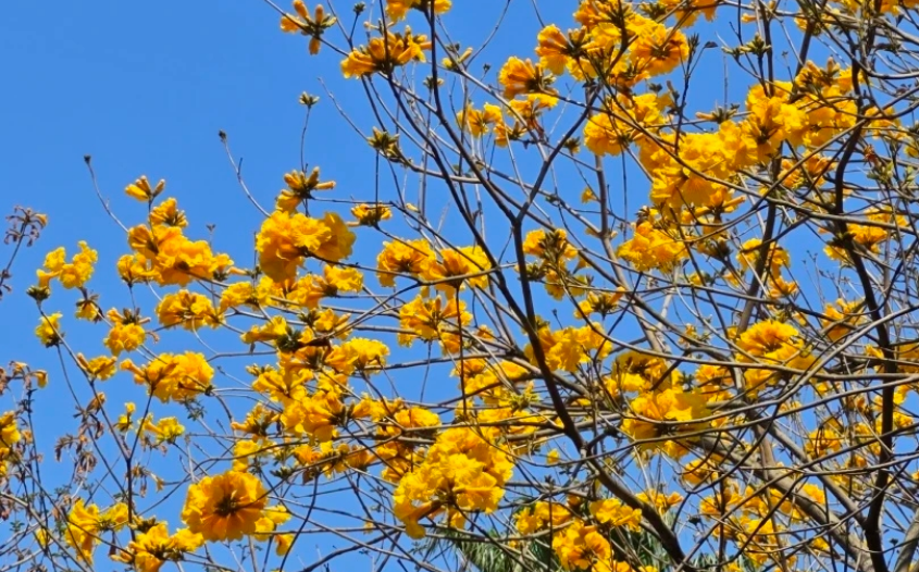 請到汕頭看風鈴木 浪漫又治癒