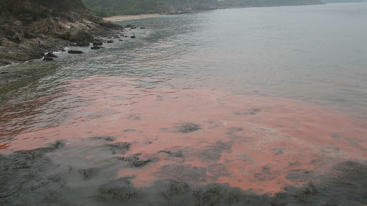 本港水域發現兩宗紅潮 漁護署提醒養魚戶適時增氧